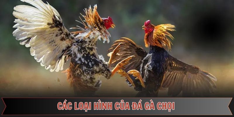 Loại hình đá gà siêu kịch tính tại 789F