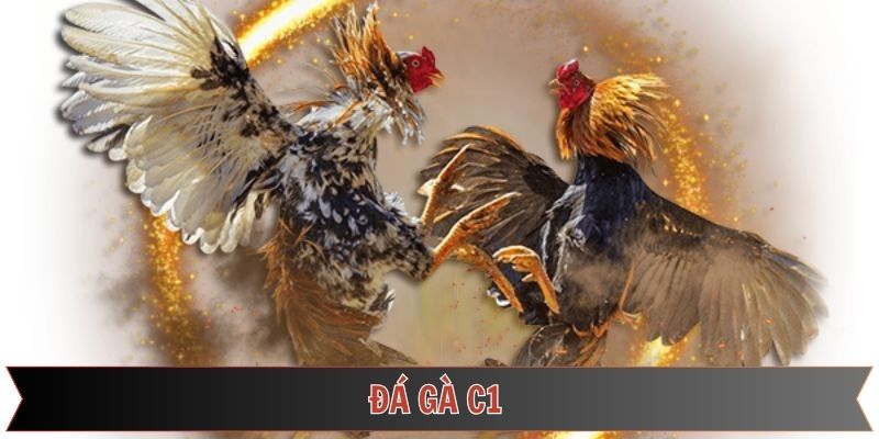Đá Gà C1 789f – Giải Đấu Đỉnh Cao &  Đa Dạng Cược Hấp Dẫn