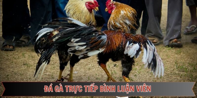 Đá Gà Trực Tiếp Bình Luận Viên 789f – Trải Nghiệm Sống Động