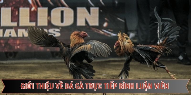 Giới thiệu đá gà trực tiếp bình luận viên siêu hấp dẫn