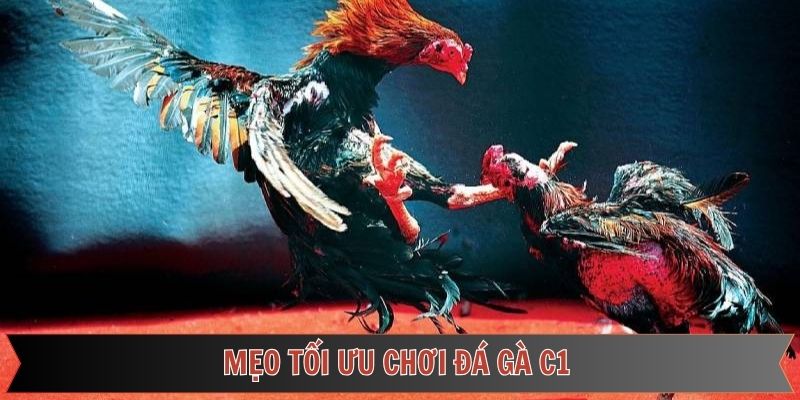 Mẹo tối ưu cơ hội chiến thắng từ đá gà C1