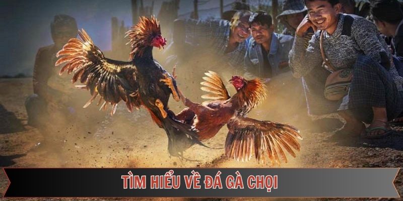 Tổng quan về sức hấp dẫn của đá gà chọi