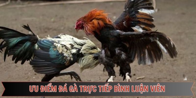 Ưu điểm vượt trội của đá gà trực tiếp bình luận viên