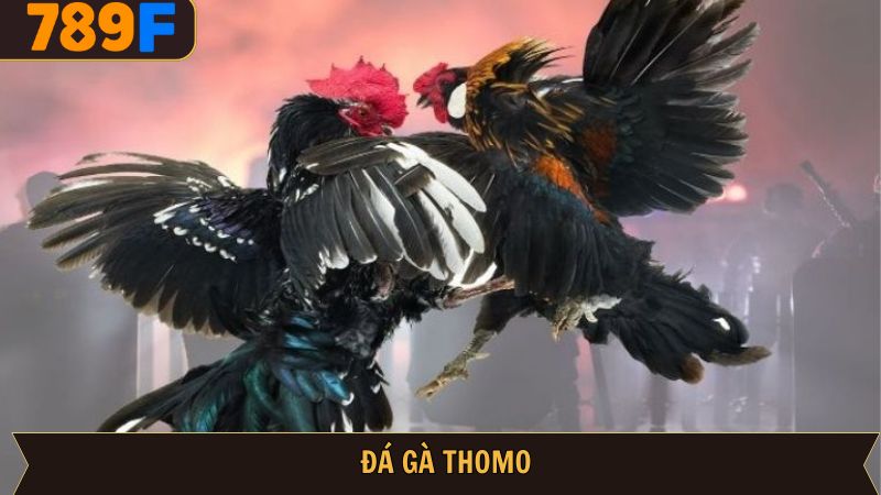 Đá Gà Thomo – Trải Nghiệm Trường Đấu Mãn Nhãn Tại 789F