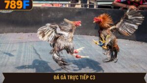 Đá gà trực tiếp C3