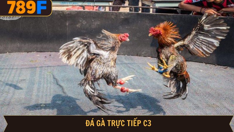 Đá gà trực tiếp C3