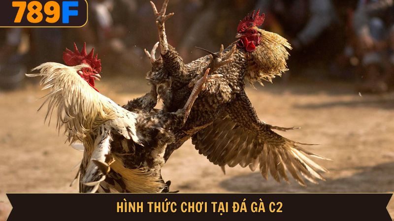 Các hình thức chọi kê nổi bật trong giải C2