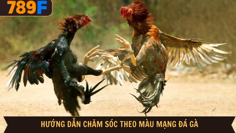 Chăm sóc chiến kê hiệu quả theo từng kiểu mạng