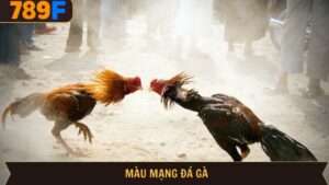 Màu mạng gà đá