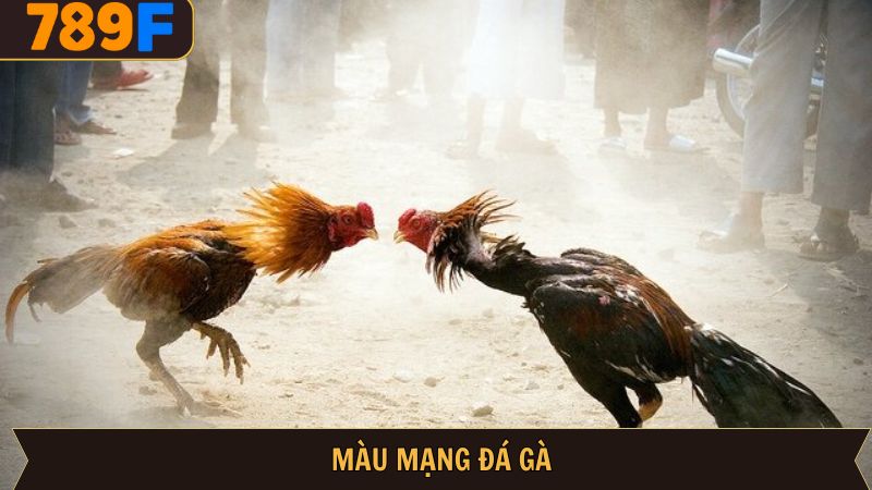 Màu mạng gà đá