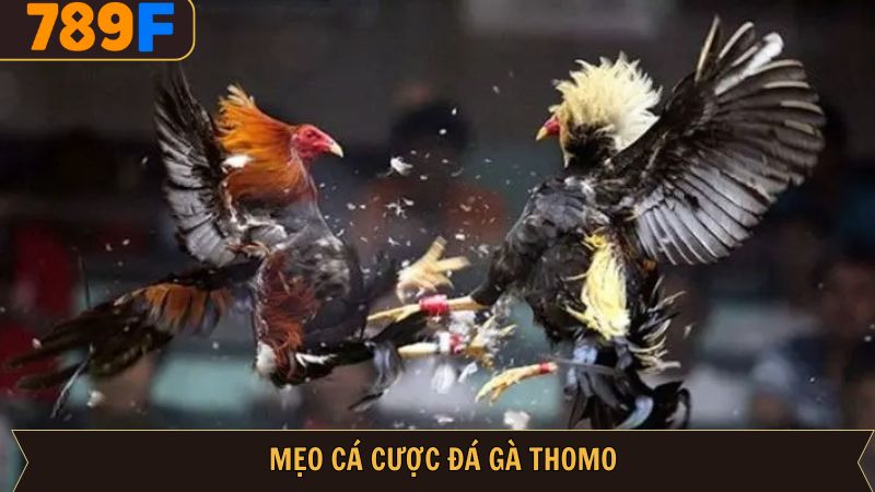 Nghiên cứu thông tin chiến kê trước khi xuống tiền