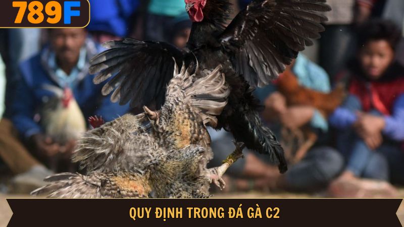 Quy tắc đối với chiến kê tham gia thi đấu C2