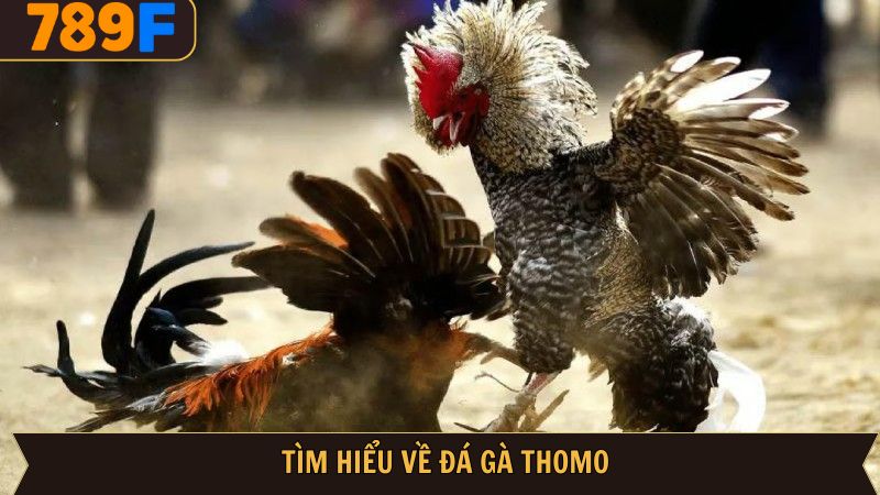 Khái quát về sàn đấu đá gà Thomo tại 789F