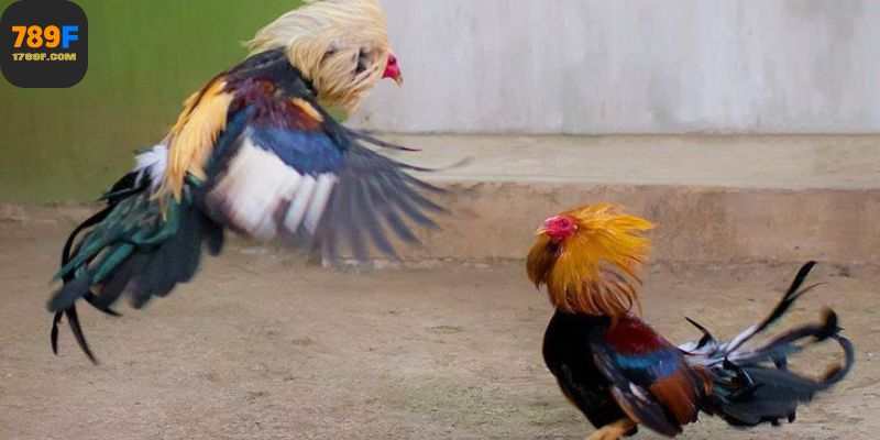 Bí quyết chơi đá gà 789F hiệu quả là nắm chắc dữ liệu, chọn đúng thời điểm và cược có chiến thuật